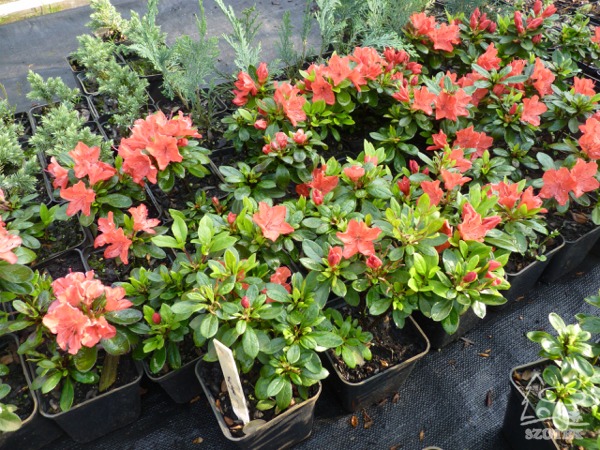 L002P09-azalia-japonska-geisha-orange-sadzonki Azalia japońska GEISHA ORANGE - sadzonki P9