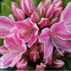 Azalia japońska KERMESINA ROSE
