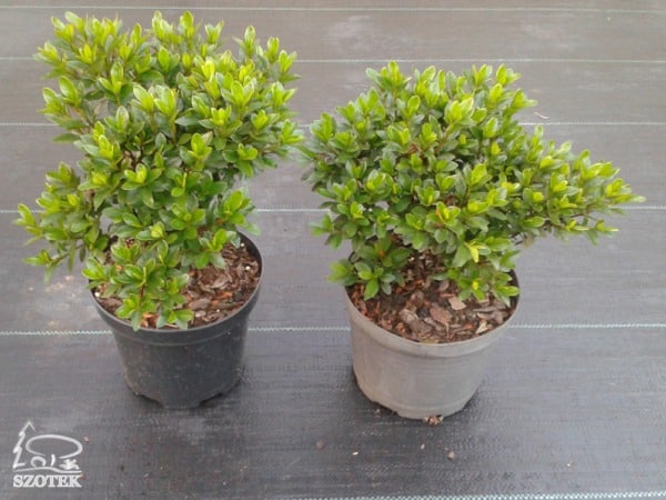 Azalia japońska KERMESINA ROSE