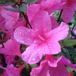 Azalia japońska ORLICE