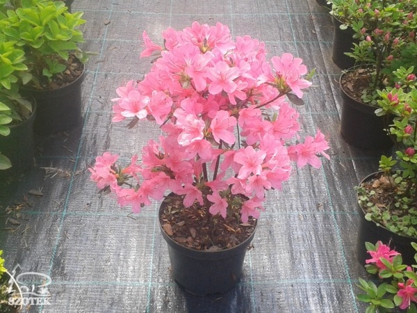 Azalia japońska - sadzonki C2