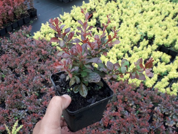 Berberys thunberga ATROPURPUREA NANA - sadzonki P9