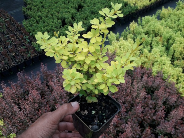 Berberys thunberga AUREA - sadzonki P9