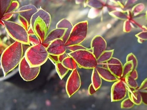 L010m Berberys thunberga CORONITA - obrazek 1