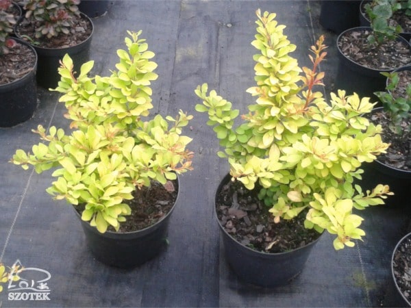 Berberys thunberga DIABOLICUM - sadzonki C2