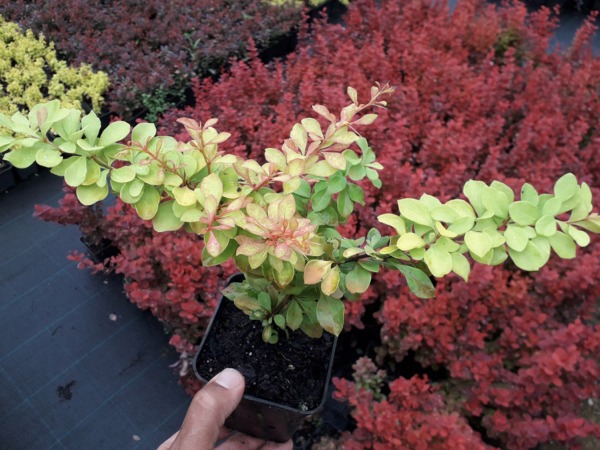 Berberys thunberga DIABOLICUM - sadzonki P9