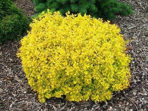 L012m Berberys thunberga GOLDALITA - obrazek 1