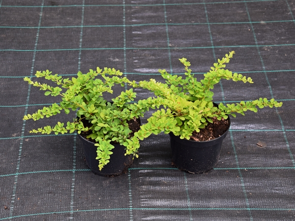 Berberys thunberga GREEN CARPET - sadzonki C2