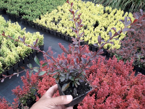 L018P09-berberys-thunberga-red-chief-sadzonki Berberys thunberga RED CHIEF - sadzonki P9