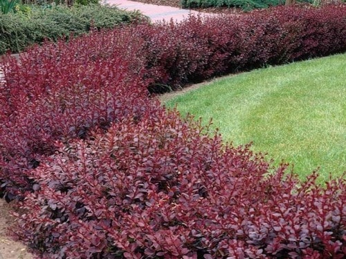 L018m Berberys thunberga RED CHIEF - obrazek 1