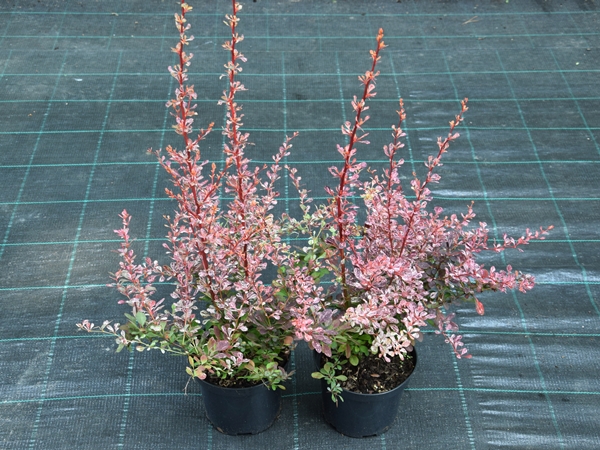 Berberys thunberga ROSE GLOW - sadzonki C2