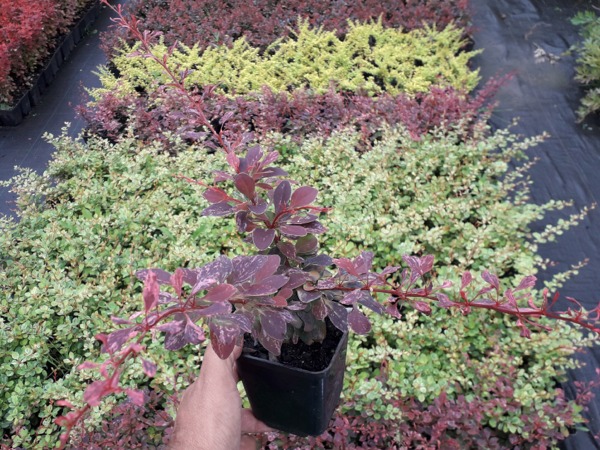 Berberys thunberga ROSE GLOW - sadzonki P9