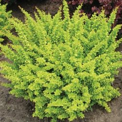 Berberys thunberga SUNSATION - sadzonki