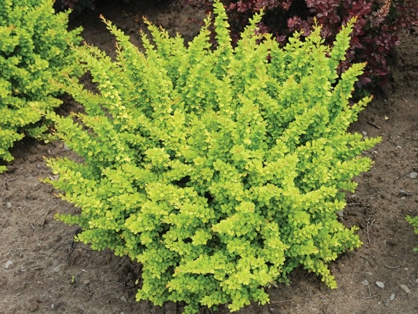 Berberys thunberga SUNSATION - sadzonki