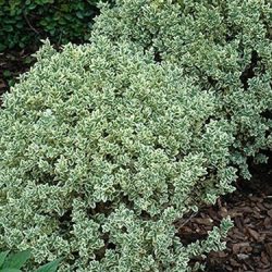 Bukszpan wieczniezielony VARIEGATA