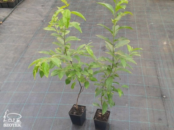 Czeremcha amerykańska - sadzonki P13