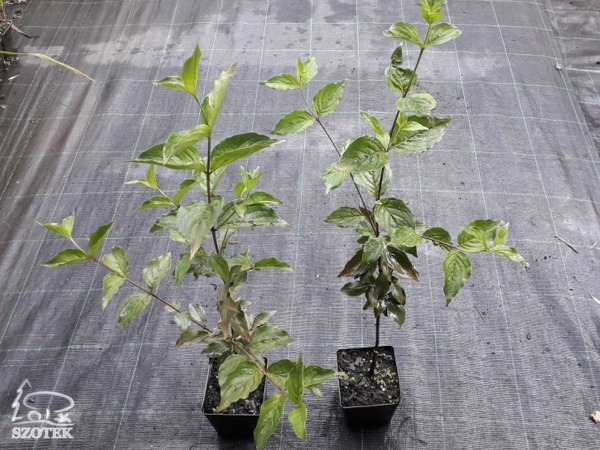 deren-jadalny-sadzonki-P11 Dereń jadalny - sadzonki P11