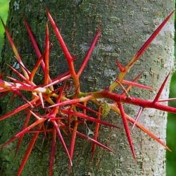 Glediczja trójcierniowa - sadzonki