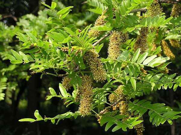 Glediczja trójcierniowa - sadzonki