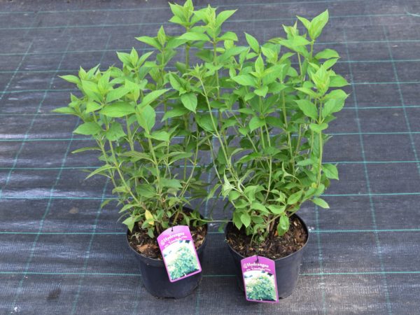 Hortensja bukietowa LIMELIGHT - sadzonki C3