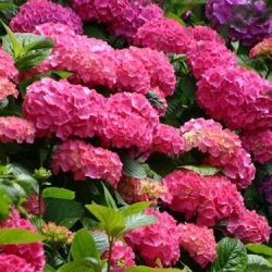 Hortensja ogrodowa BOUQUET ROSE
