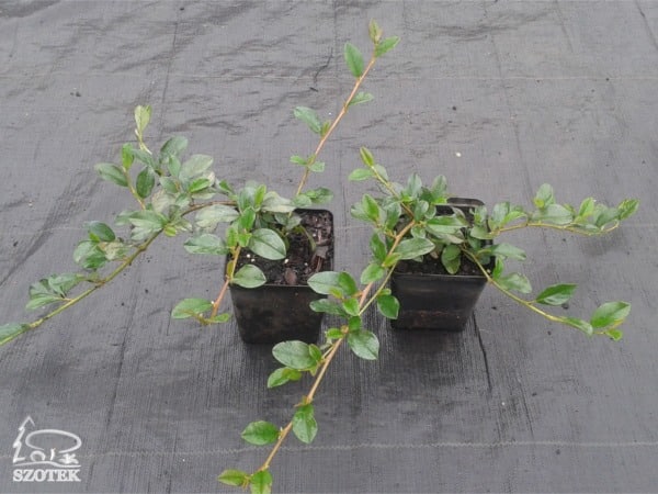 Irga Dammera MAJOR- sadzonki P9