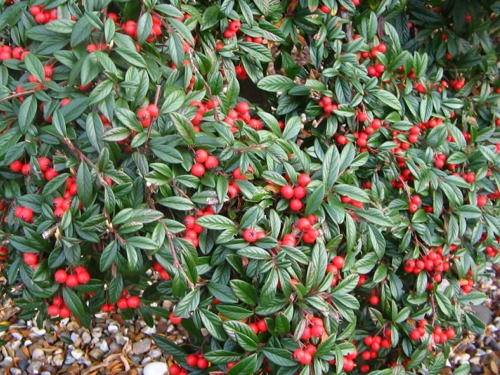 L038 Irga wierzbolistna parkteppich