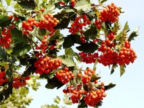 L040m Jarząb szwedzki - obrazek 1