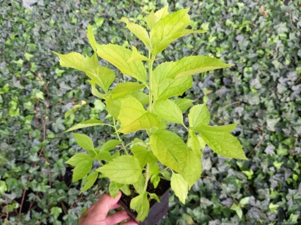 Jaśminowiec wonny AUREUS - sadzonki w doniczkach P9