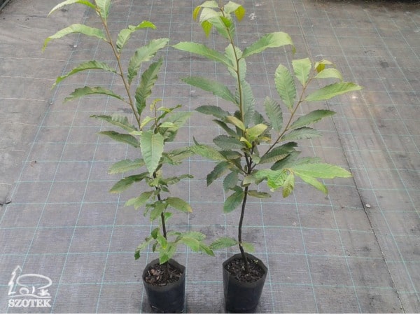 Kasztan jadalny - sadzonki C2