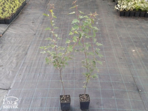 Klon ginnala - sadzonki P11