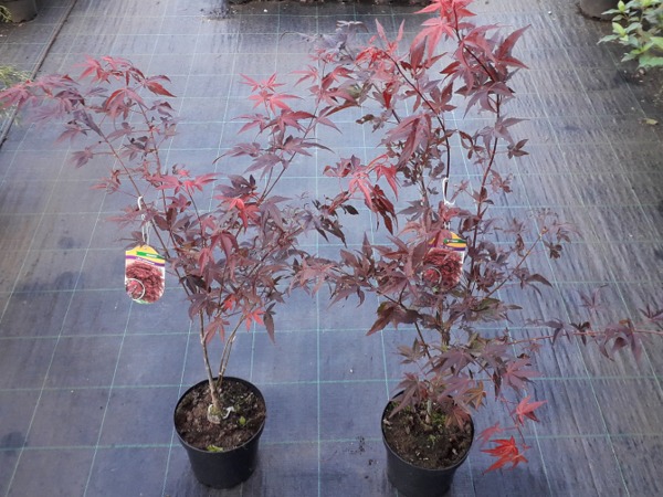 klon palmowy atropurpureum