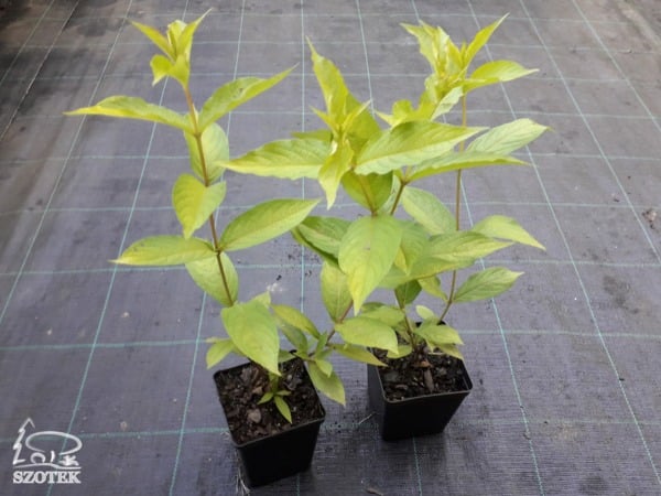 Krzewuszka cudowna BRIANT OLYMPIADE