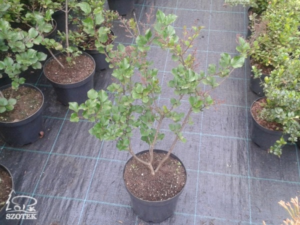 Lilak Meyera PALLIBIN - sadzonki C2