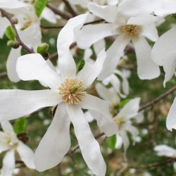 Magnolia japońska - sadzonki