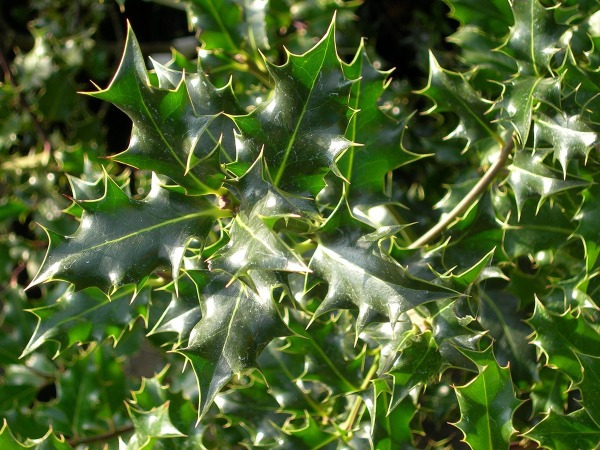 Ostrokrzew kolczasty (ilex aquifolium) - sadzonki