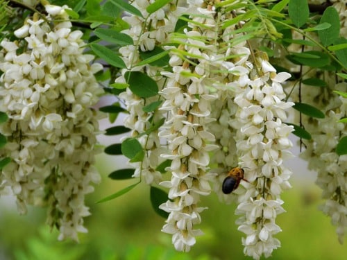 L066m Perełkowiec japoński - obrazek 1