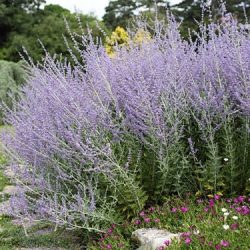 Perovskia łobodolistna BLUE SPIRE - sadzonki