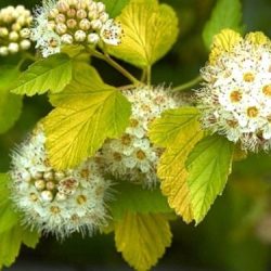 Pęcherznica kalinolistna LUTEUS