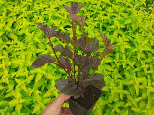 Pęcherznica kalinolistna RED BARON - sadzonki w doniczkach P9