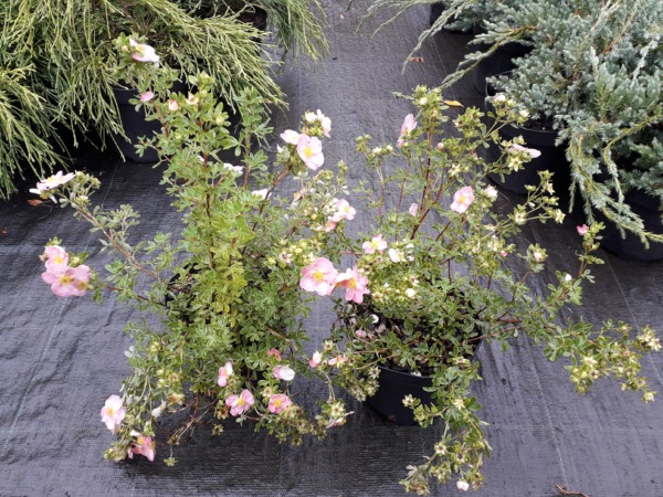Pięciornik krzewiasty PINK QUEEN - sadzonk iw doniczkach C2