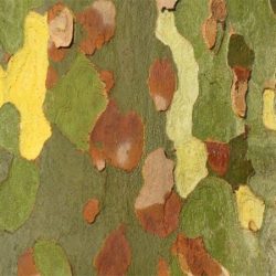 Platan klonolistny - sadzonki