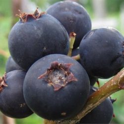 Świdośliwa lamarcka - sadzonki