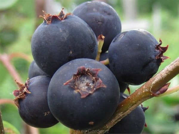 Świdośliwa lamarcka - sadzonki