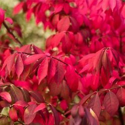 Trzmielina oskrzydlona