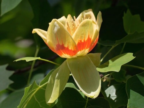 L085m Tulipanowiec amerykański - obrazek 1