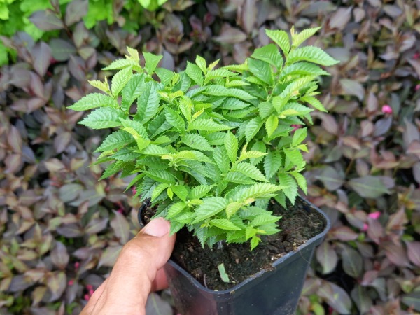 Wiąz polny JACQUELINE HILLIER - sadzonki w doniczkach P9