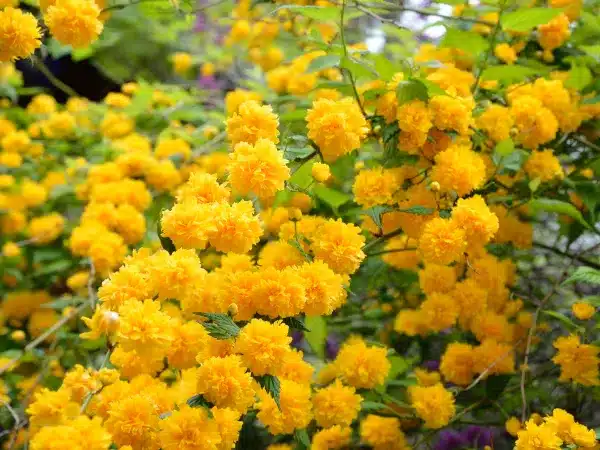 Złotlin japoński PLENIFLORA - sadzonki