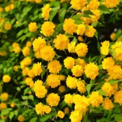 Złotlin japoński PLENIFLORA - sadzonki