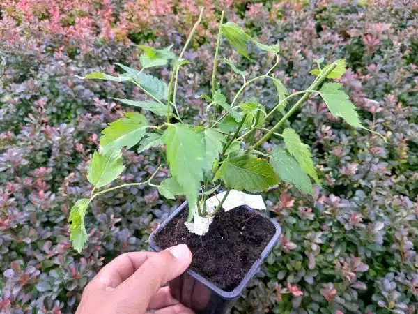 Złotlin japoński PLENIFLORA - sadzonki w doniczkach P9